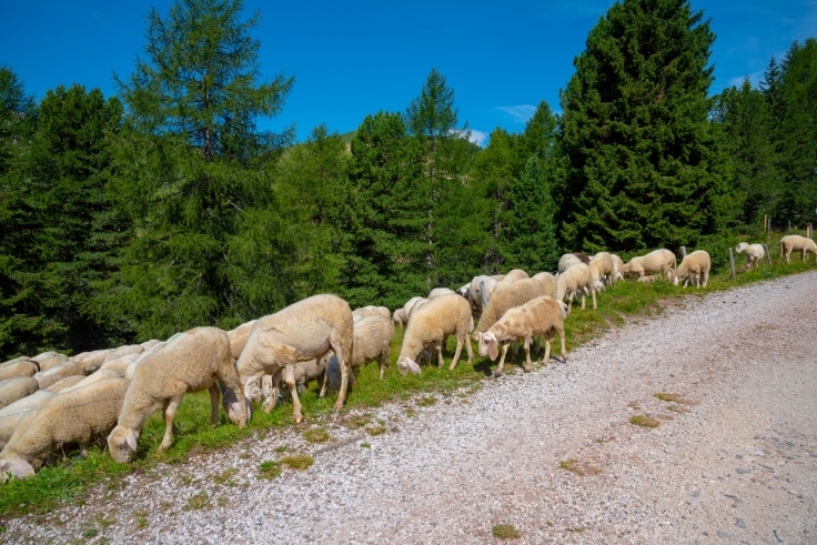 Weidende Schafe an der Forststraße Nr. 623